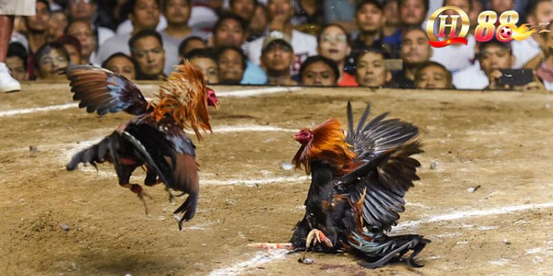 Cần tìm hiểu kỹ về luật